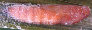 Pupae